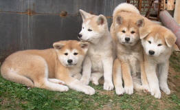 from left RYOKO, RIKIMARU, RYUN, male  PTAISHI