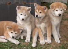 from left RYOKO, RIKIMARU, RYUN,male PTAISHI 