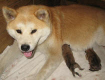 First two puppies - boy and girl