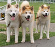 Isakura, DMorioka and PTakara